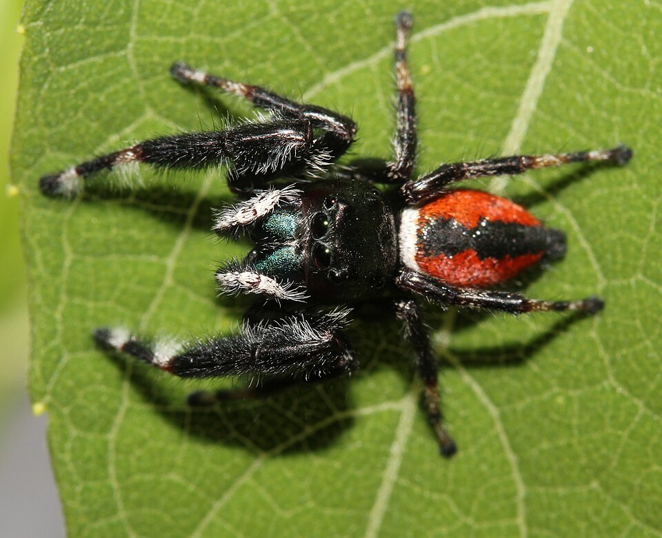 Photo of Brilliant jumping spider