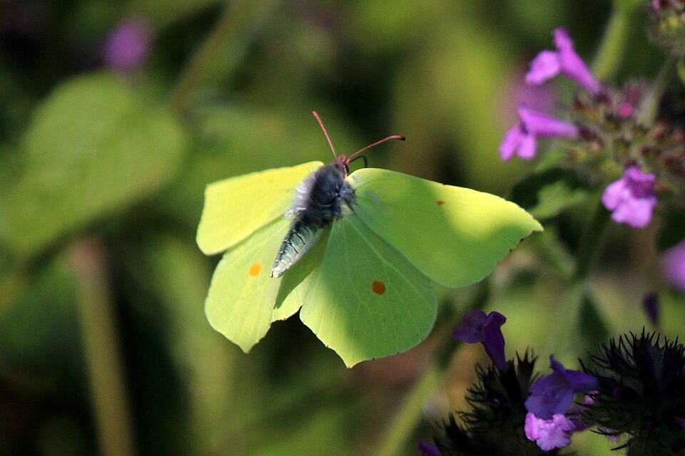 Photo of Brimstone butterfly