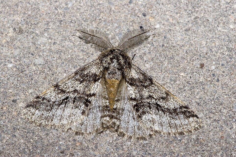 Photo of Brindled beauty moth
