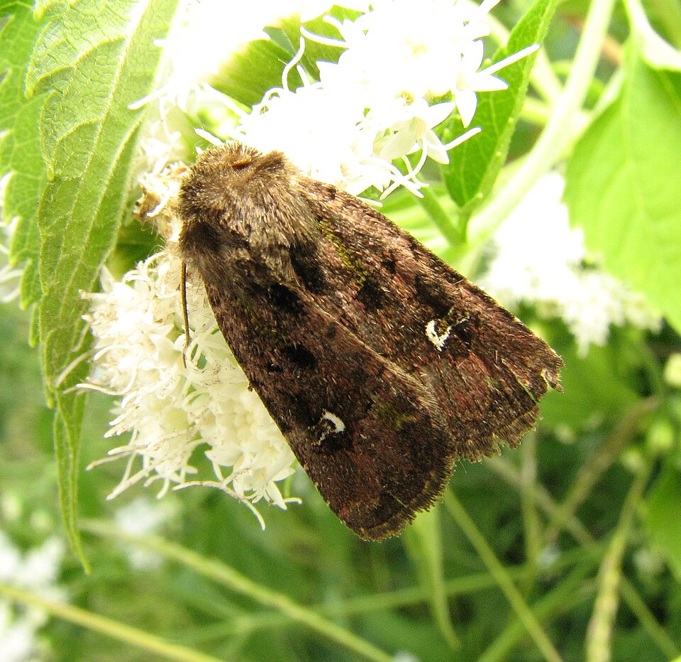 Photo of Bristly cutworm moth