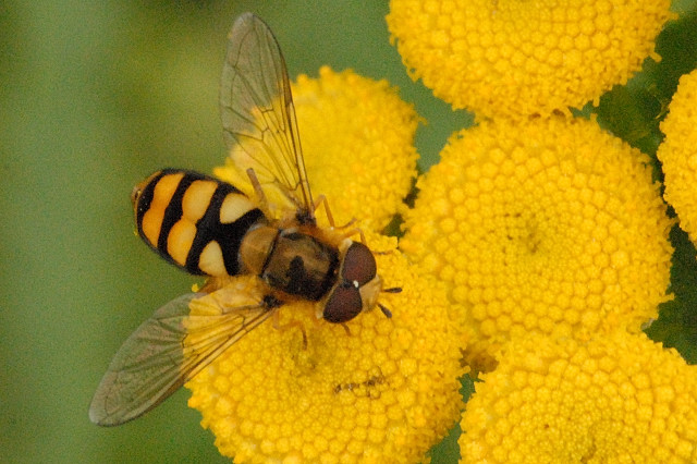 Photo of Broad-banded aphideater