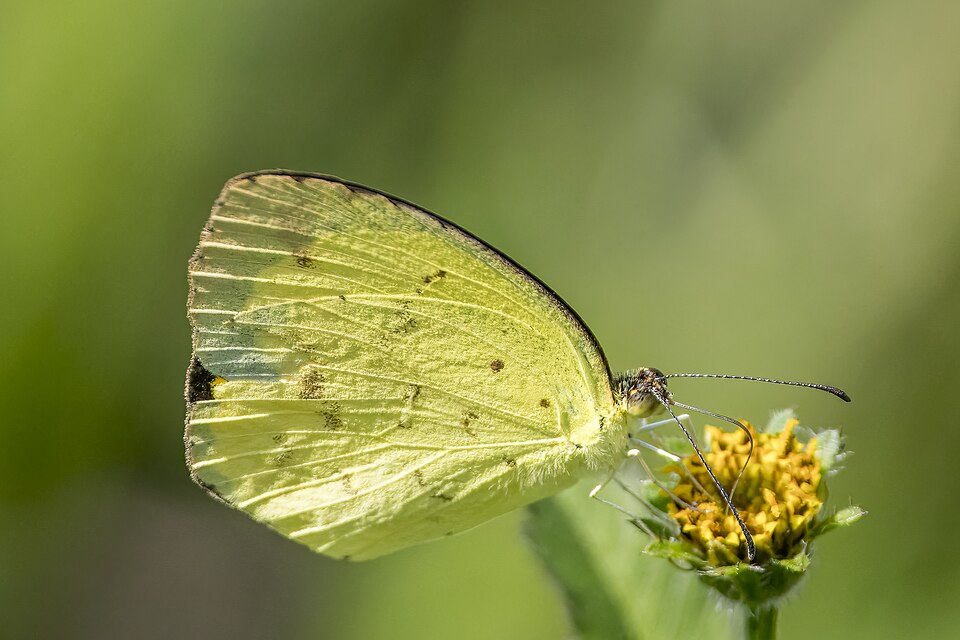 Photo of Broad-bordered grass yellow