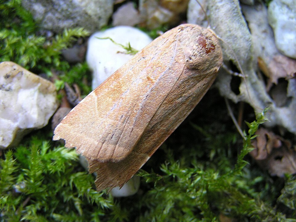 Photo of Broad-bordered yellow underwing