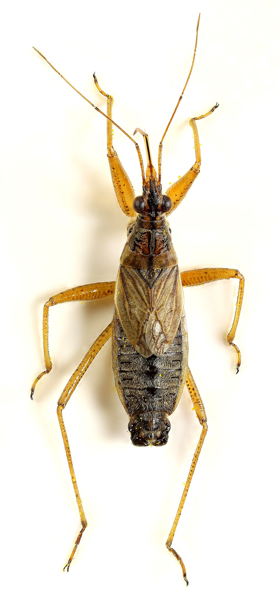 Photo of Broad damsel bug