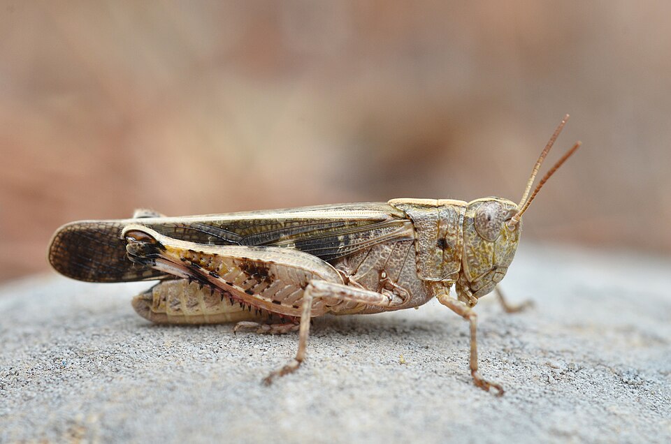 Photo of Broad green-winged grasshopper