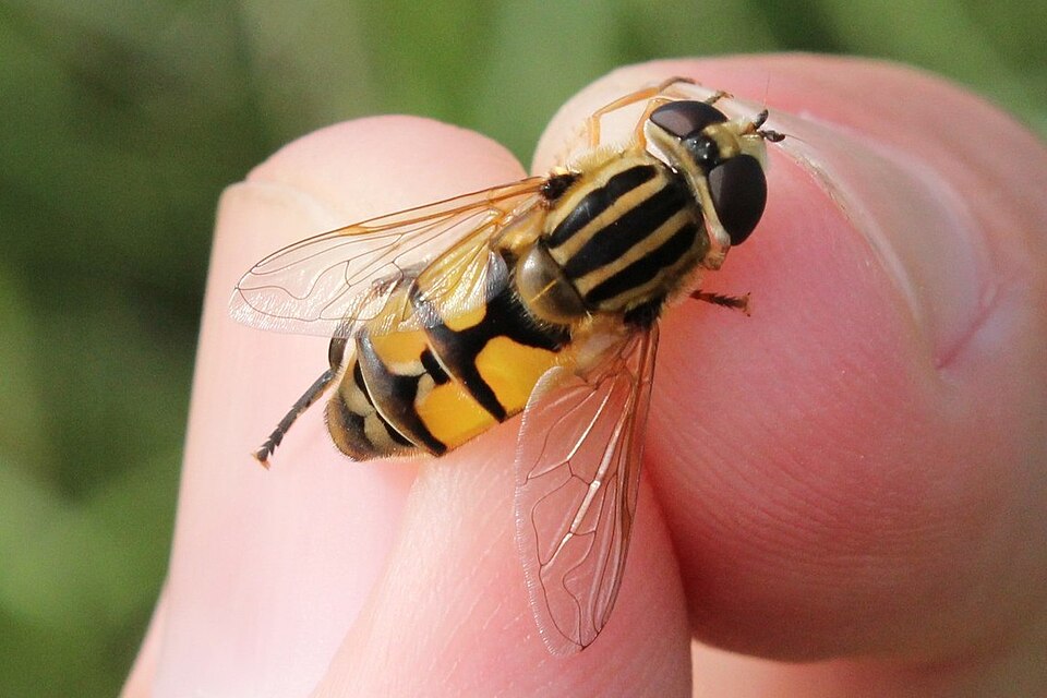 Photo of Broad-headed marsh fly