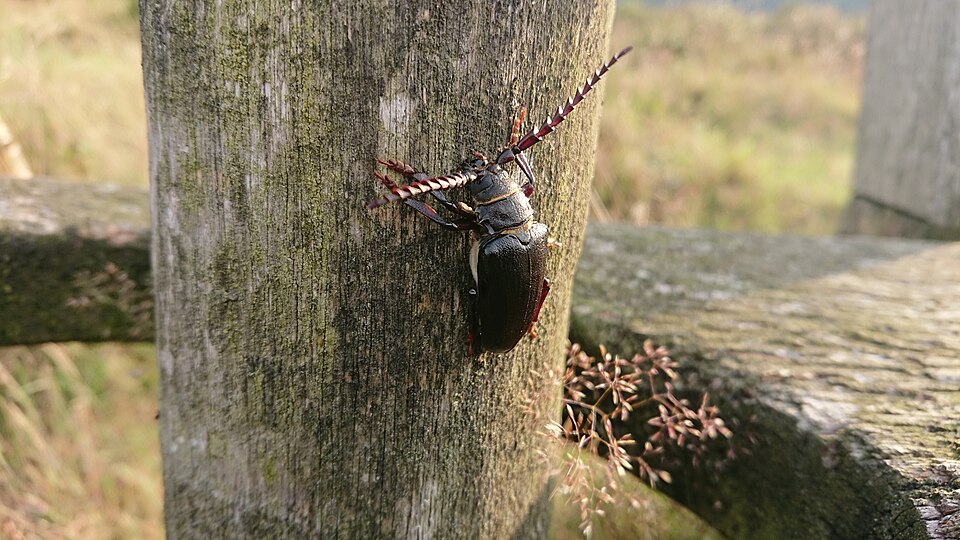 Photo of Broad-necked root borer