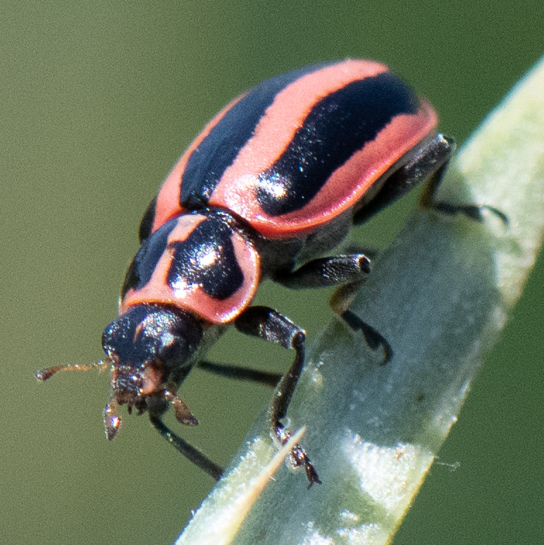 Photo of Broad-striped lady beetle