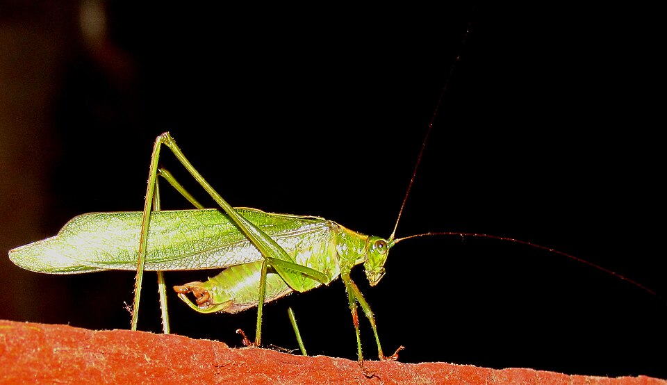 Photo of Broad-winged bush katydid