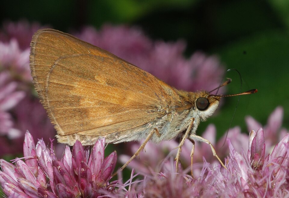 Photo of Broad-winged skipper