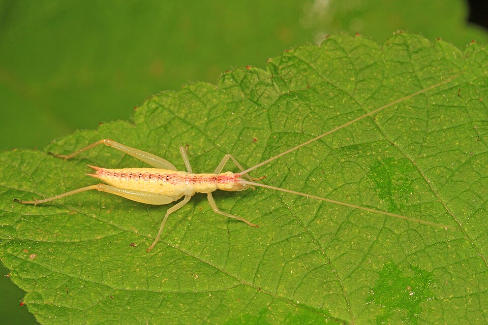 Photo of Broad-winged tree cricket