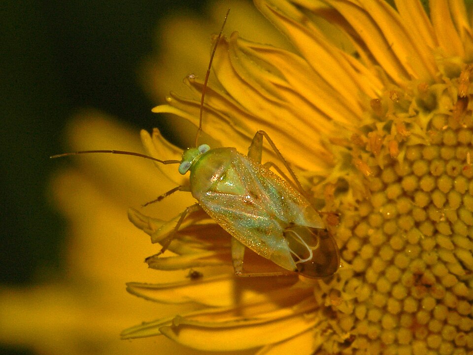 Photo of Broken-backed bug