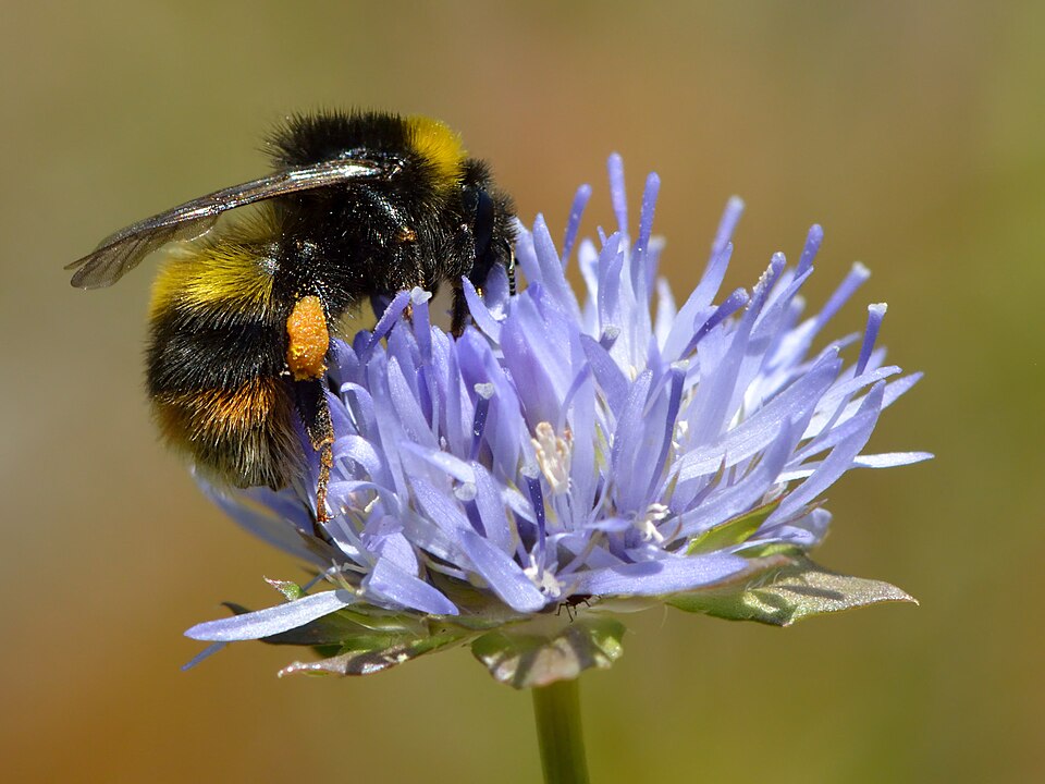 Photo of Broken-belted bumble bee
