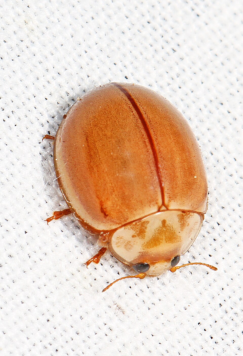 Photo of Broken-dashed lady beetle