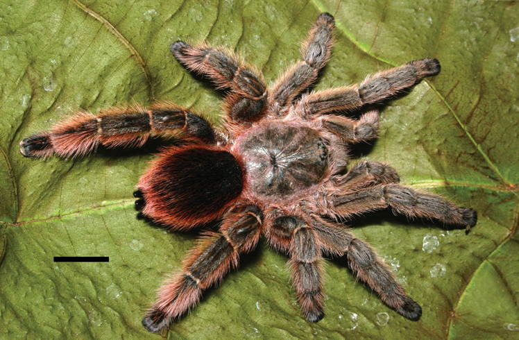 Photo of Bromelia tarantula