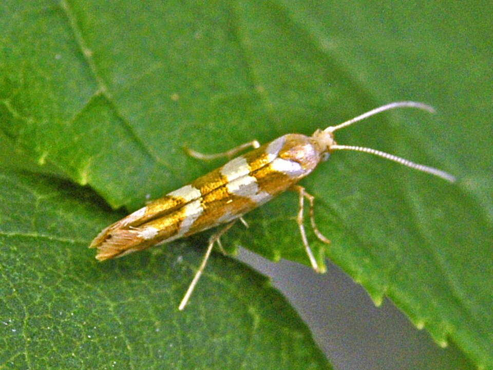 Photo of Bronze alder moth