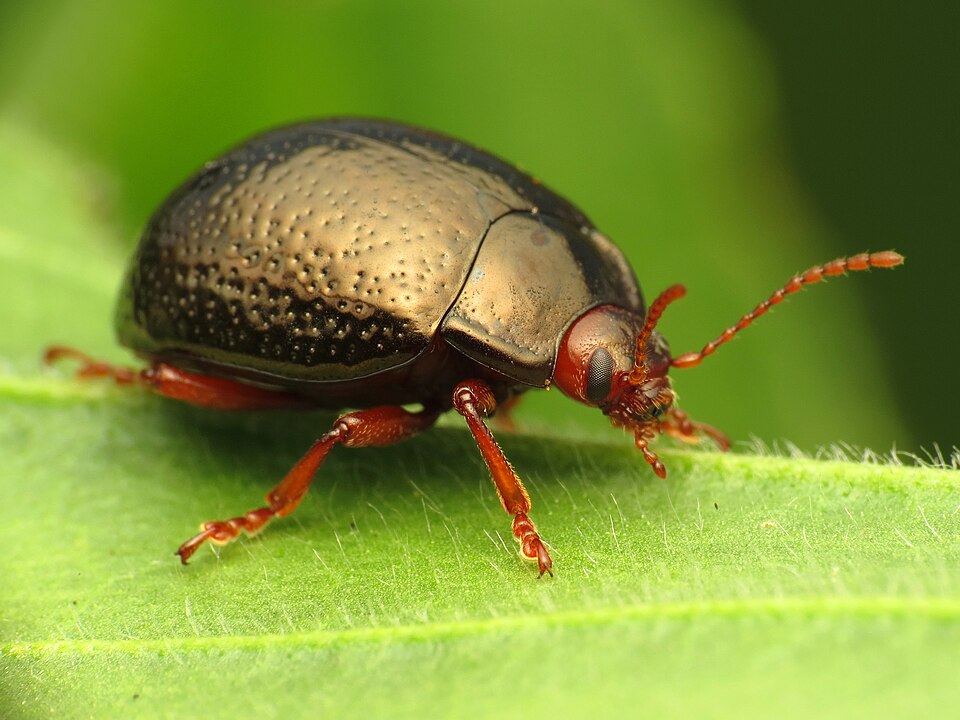 Photo of Bronze beetle