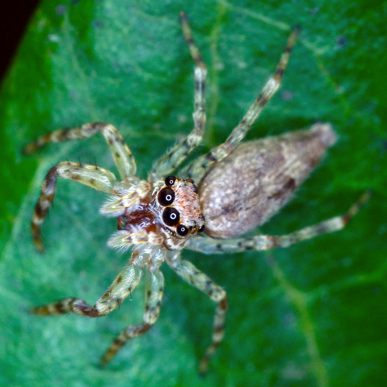 Photo of Bronze hopper