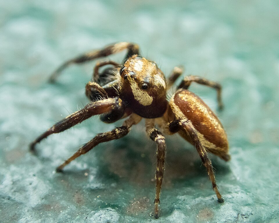Photo of Bronze jumping spider