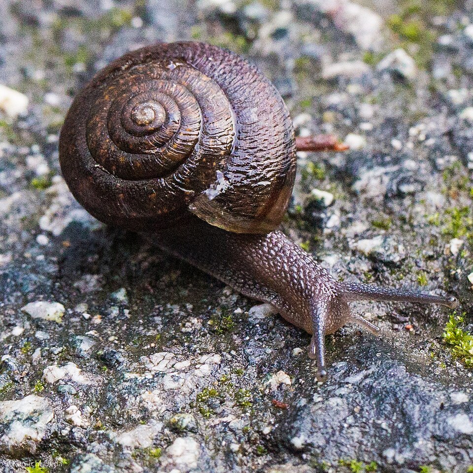 Photo of Bronze shoulderband snail