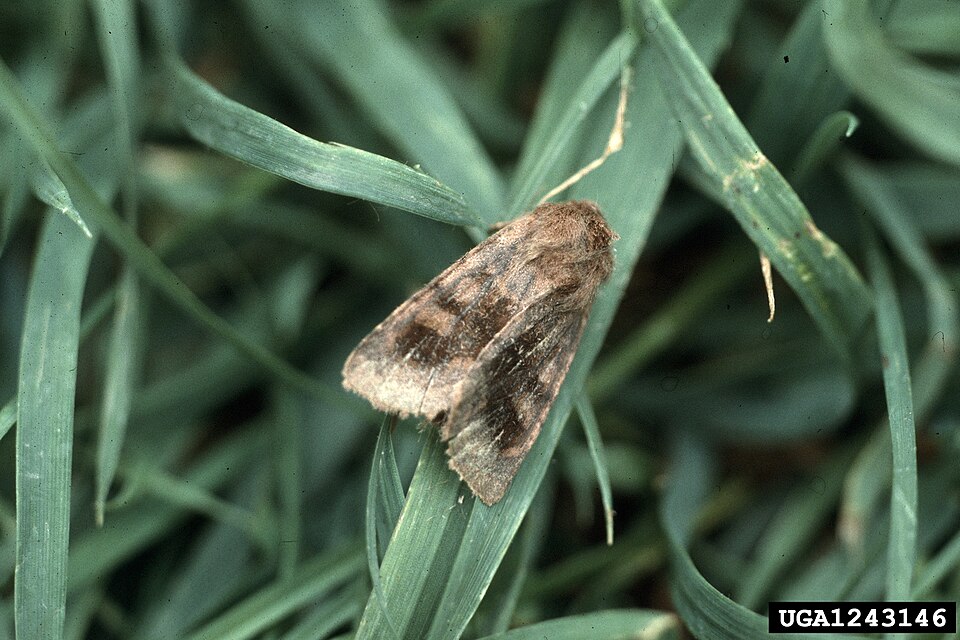 Photo of Bronzed cutworm moth