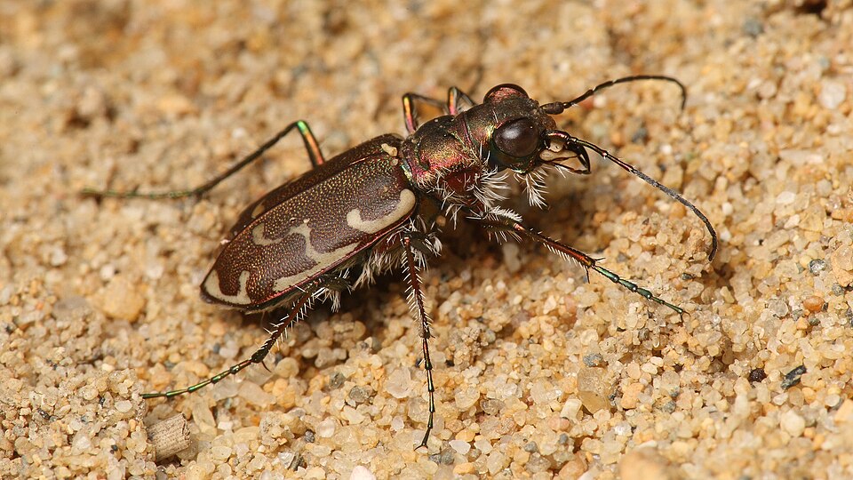 Photo of Bronzed tiger beetle