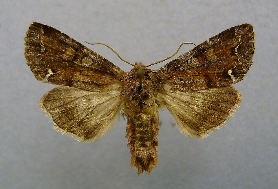 Photo of Broom moth