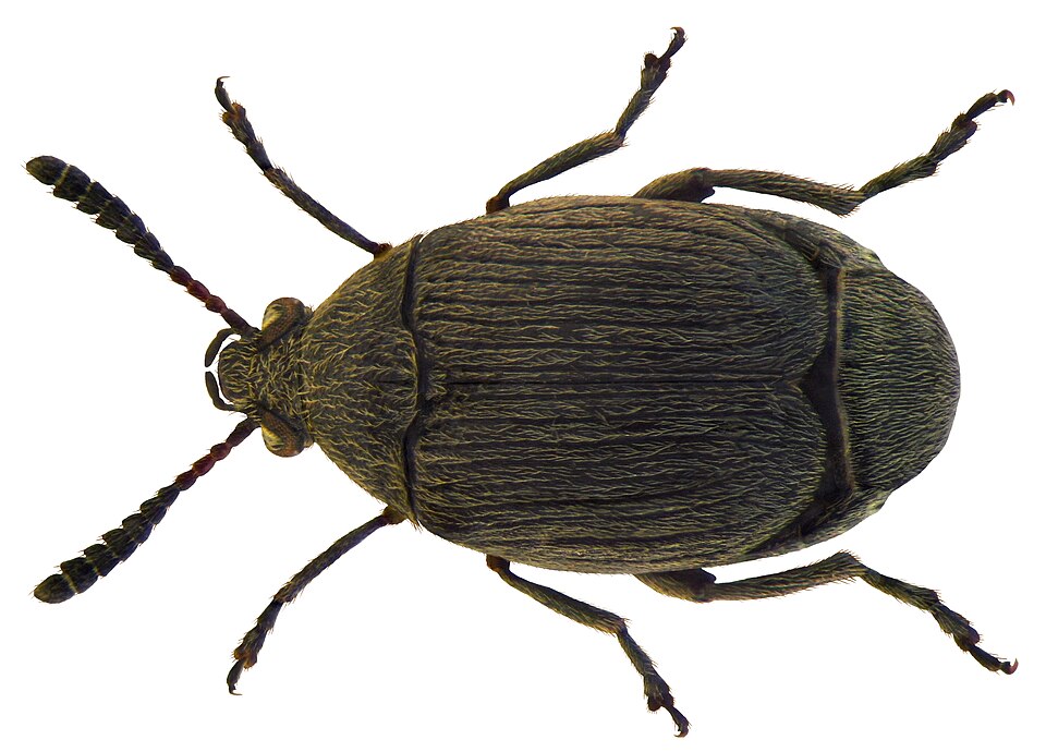 Photo of Broom seed beetle