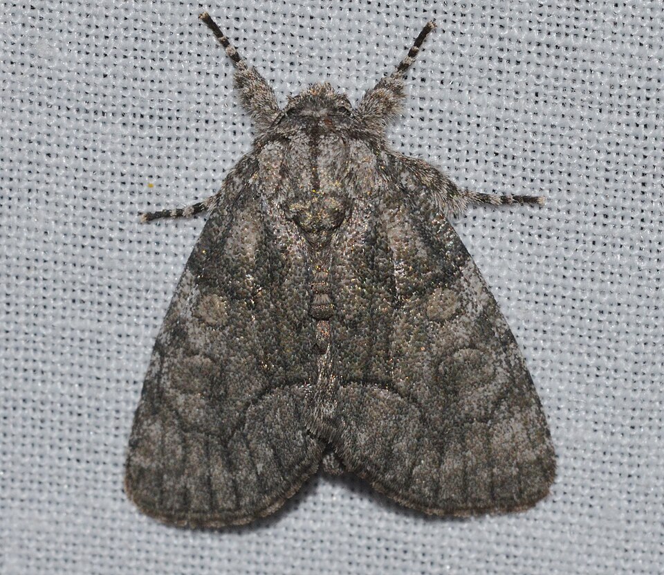 Photo of Brother moth