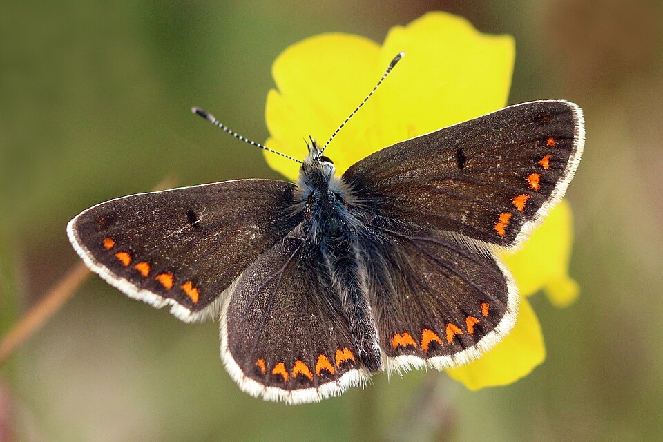 Photo of Brown argus