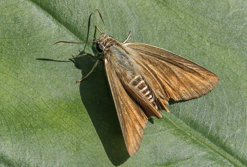 Photo of Brown awl