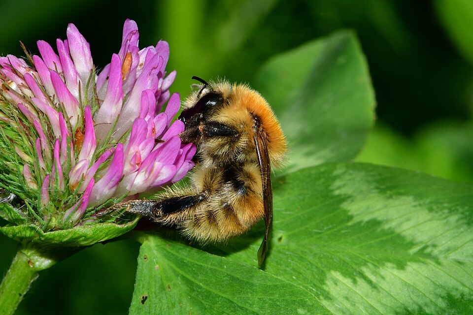 Photo of Brown-banded carder bumble bee