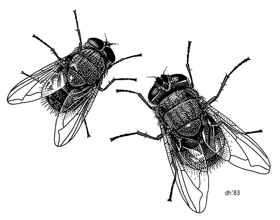 Photo of Brown blowfly