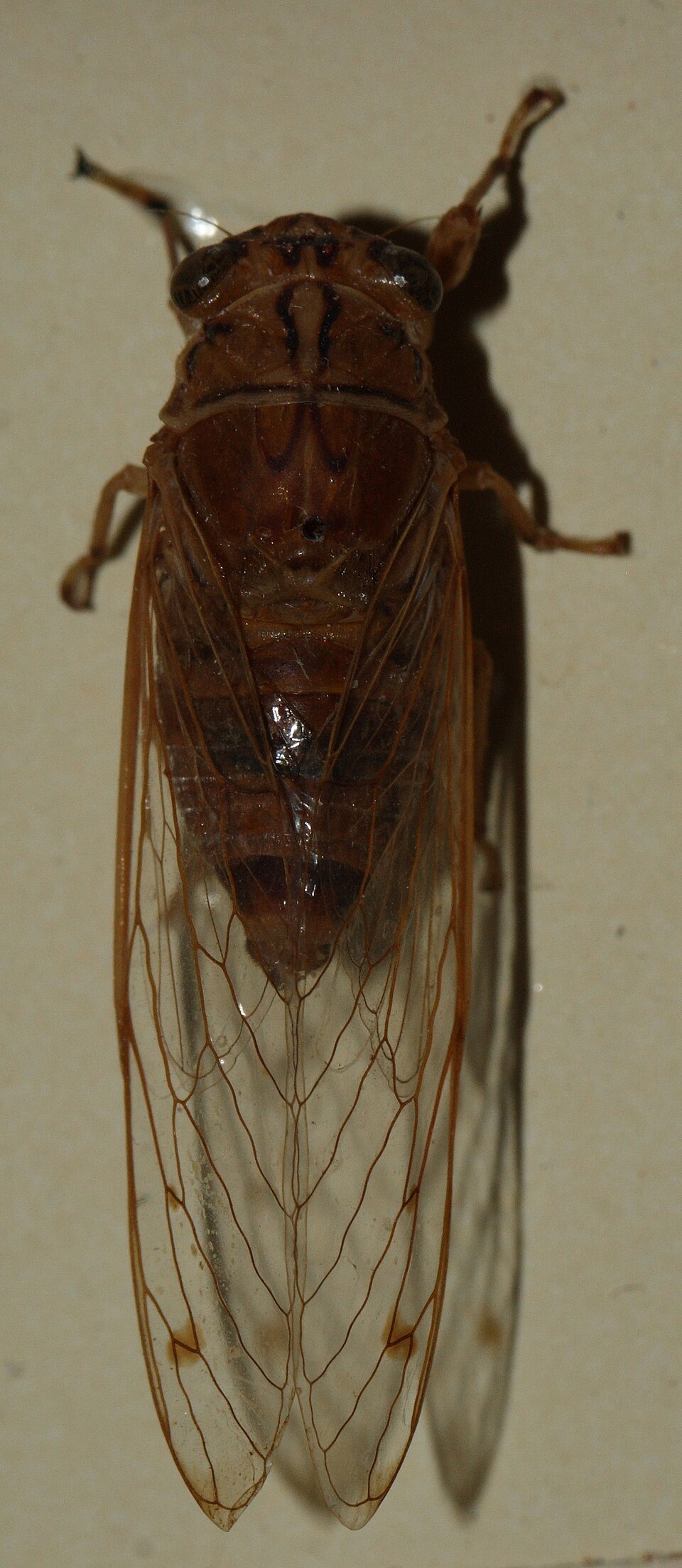 Photo of Brown bunyip