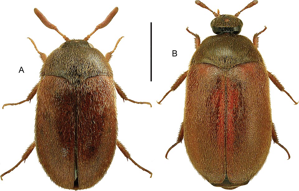 Photo of Brown carpet beetle