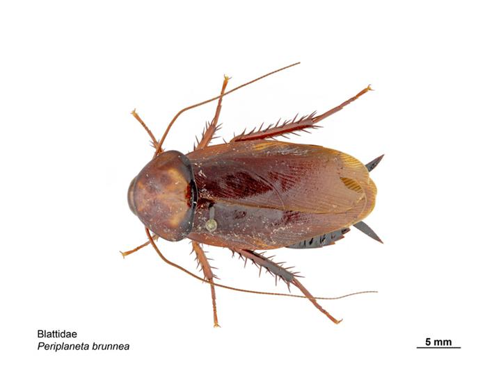 Photo of Brown cockroach