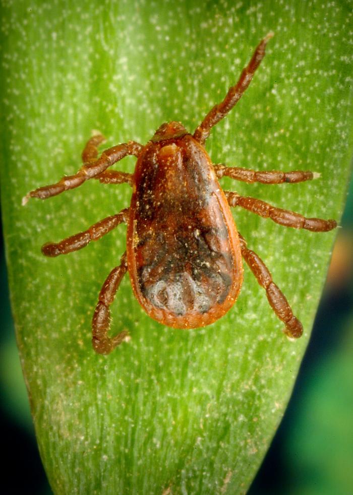 Photo of Brown dog tick