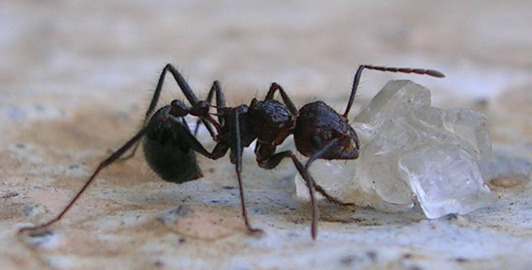 Photo of Brown droptail ant