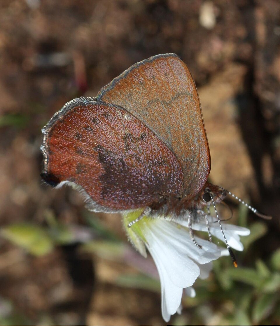 Photo of Brown elfin