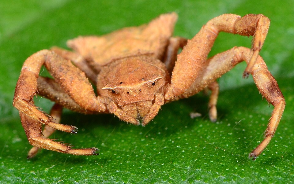 Photo of Brown flower crab spider