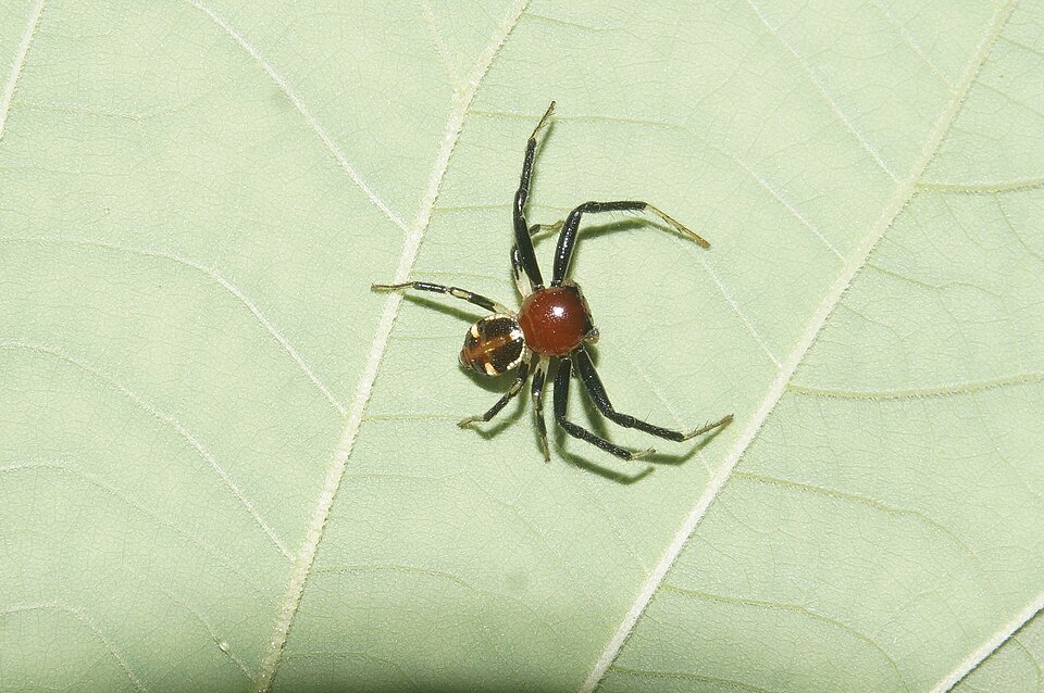 Photo of Brown flower spider