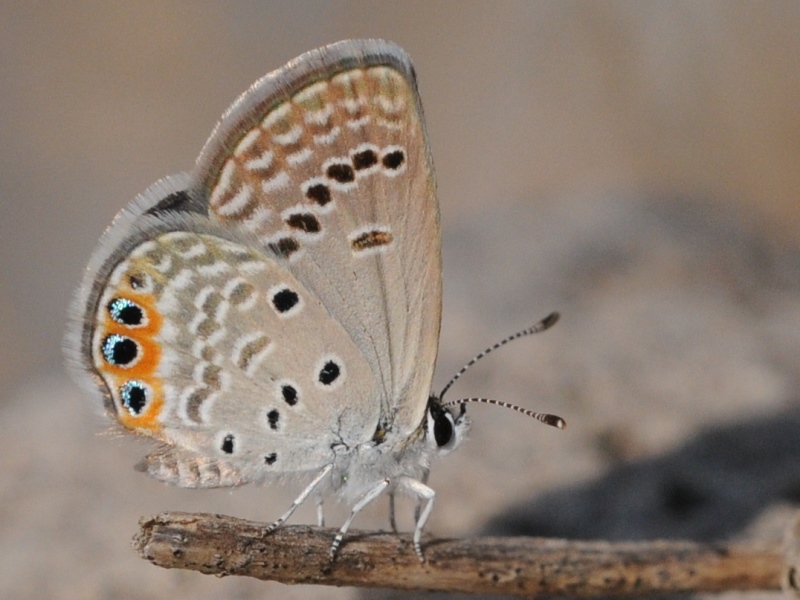 Photo of Brown grass jewel