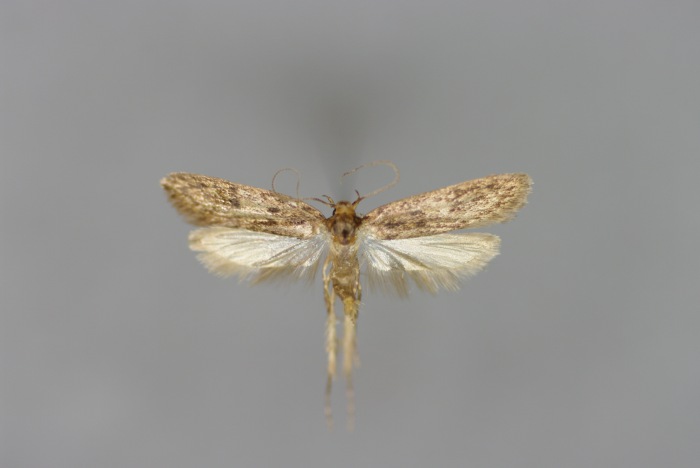 Photo of Brown house moth