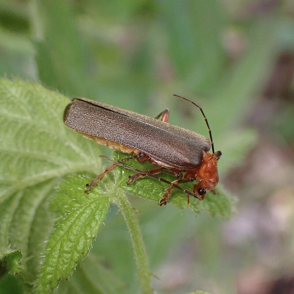 Photo of Brown leather wing beetle