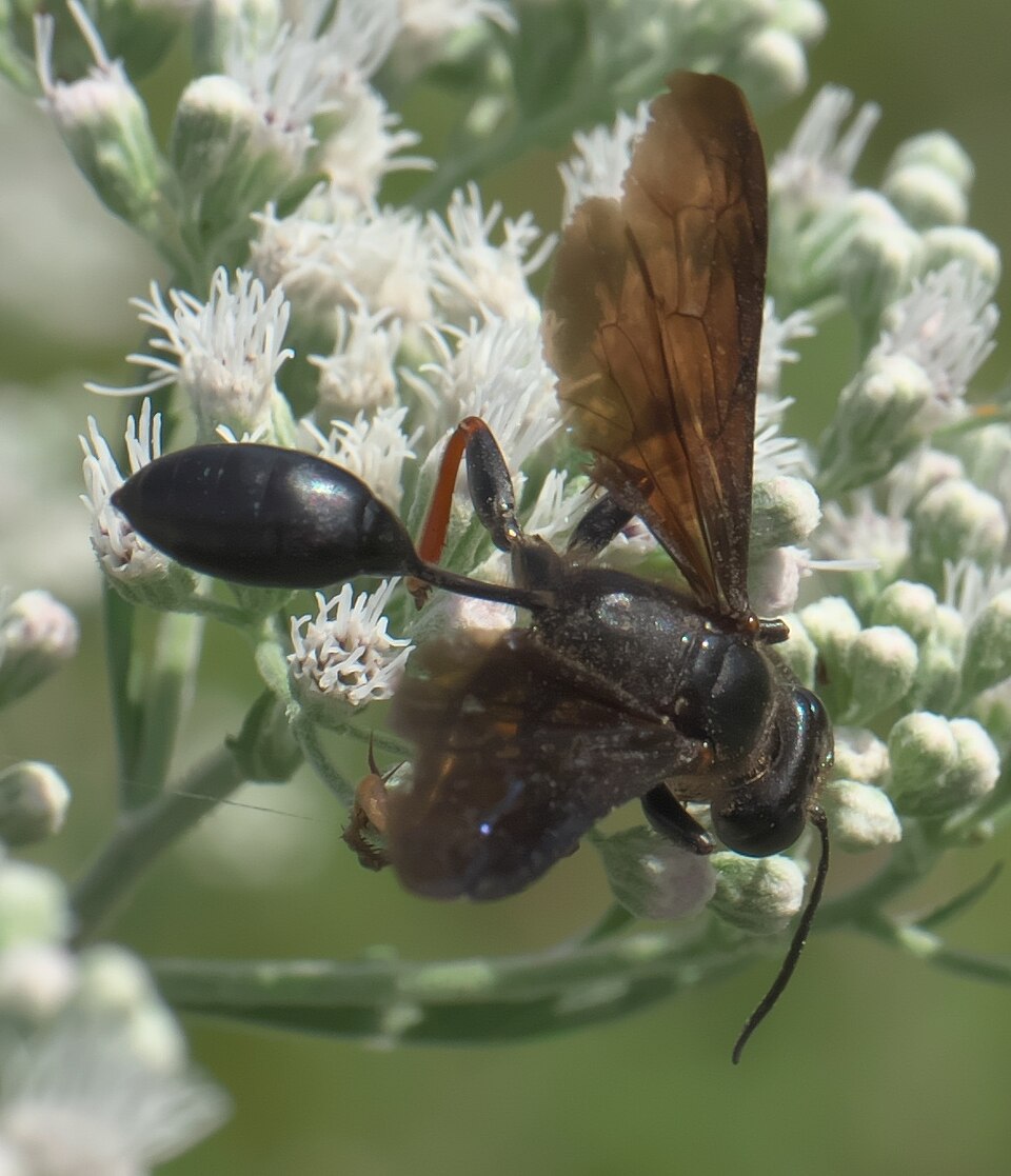 Photo of Brown-legged grass-carrying wasp