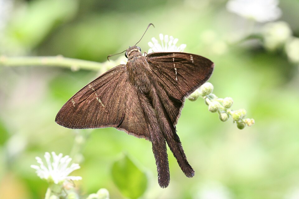 Photo of Brown longtail