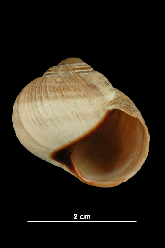Photo of Brown-mouthed helix