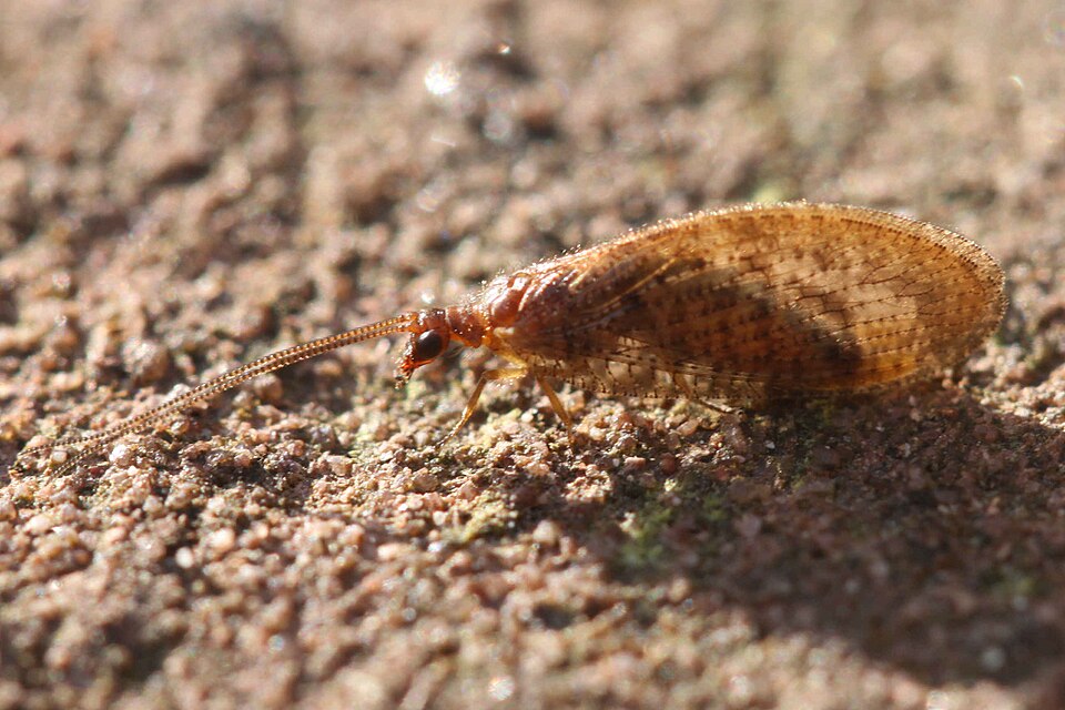 Photo of Brown pine lacewing