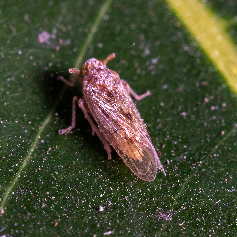 Photo of Brown planthopper