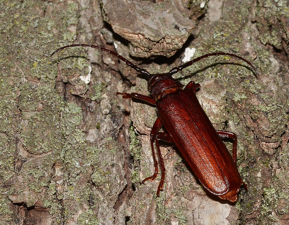 Photo of Brown prionid